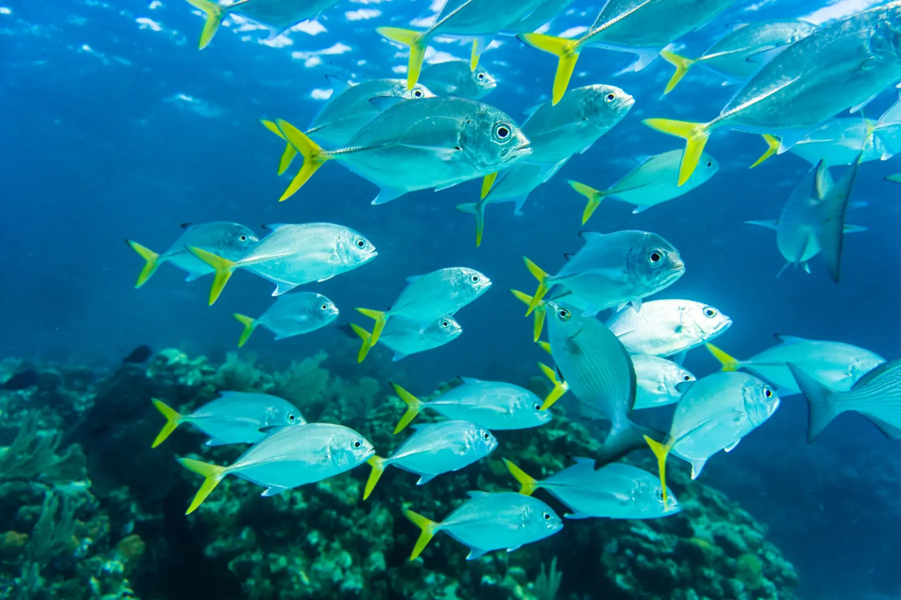 Antalya Diving Tour With Lunch